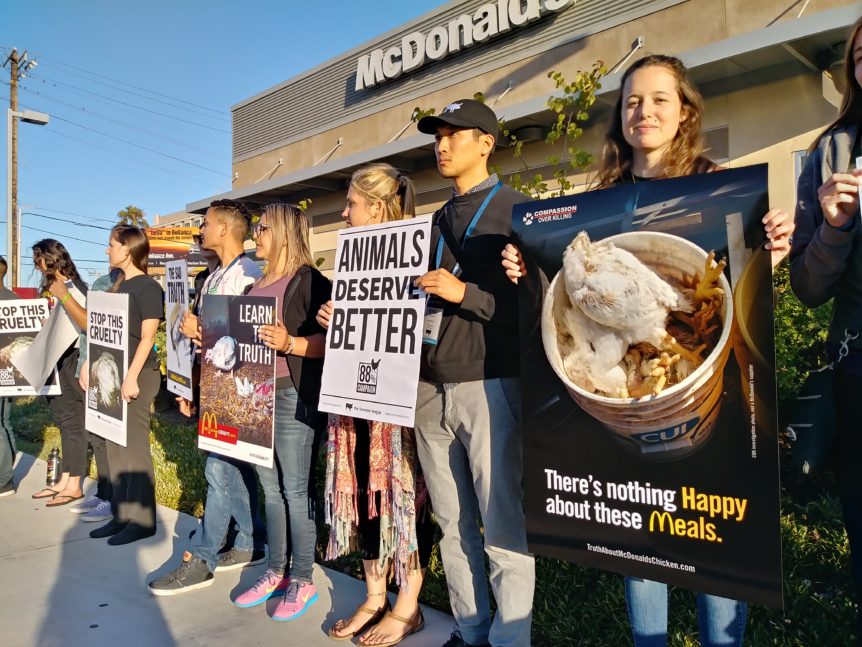 Animal Outlook banner