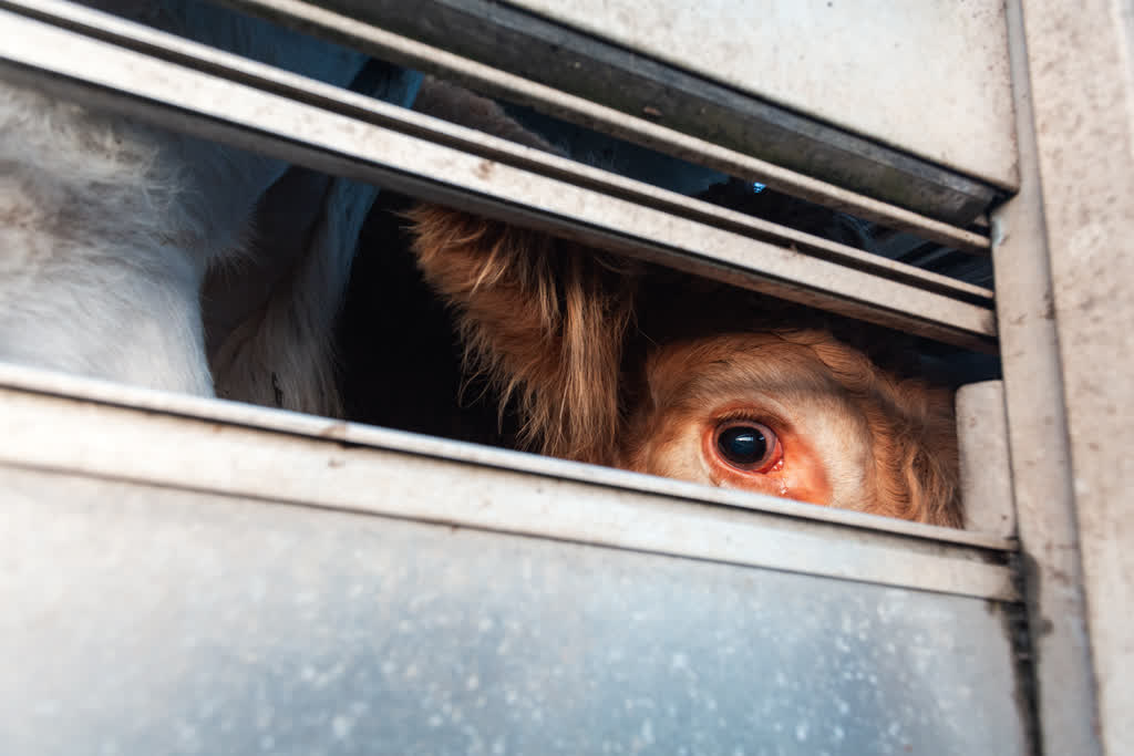 Animal Save Movement banner